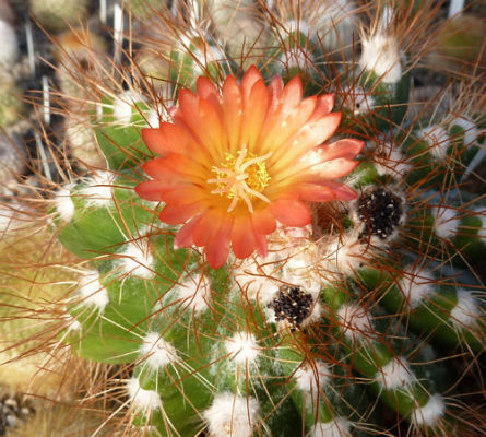 Notocactus horstii